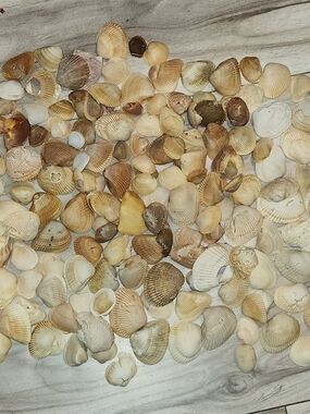 Mixed Natural Seashell Lot  5 Lbs- Neutral Tones